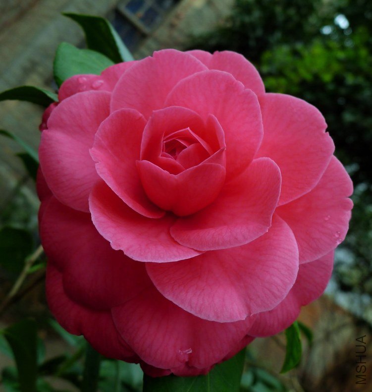 P1830159.jpg