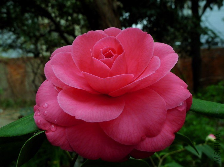 P1830136.jpg