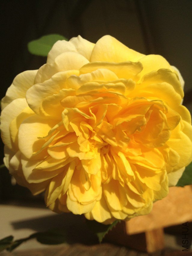 15 Ī��Ŧ��˹3.jpg