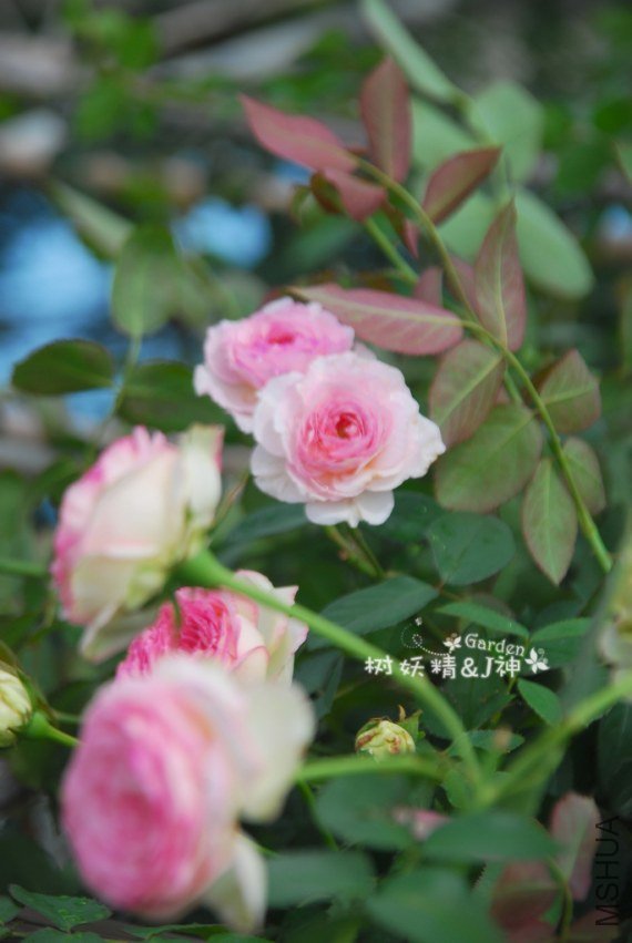 DSC_0006.JPG