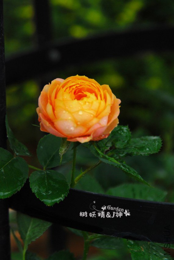 DSC_0005.JPG