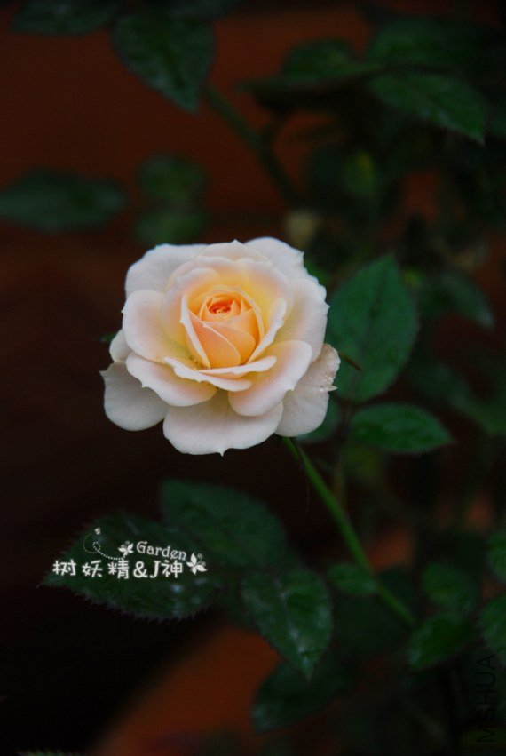 DSC_0019.JPG