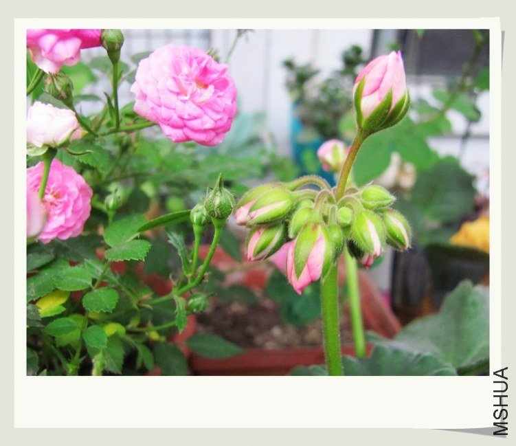 �����ÿ����������Ա�