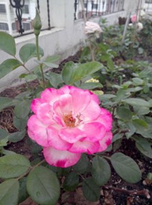 IMG20130515009.jpg