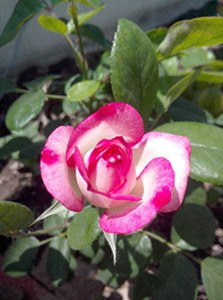 IMG20130513003.jpg