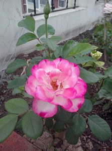 IMG20130515001.jpg