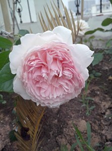 IMG20130515002.jpg