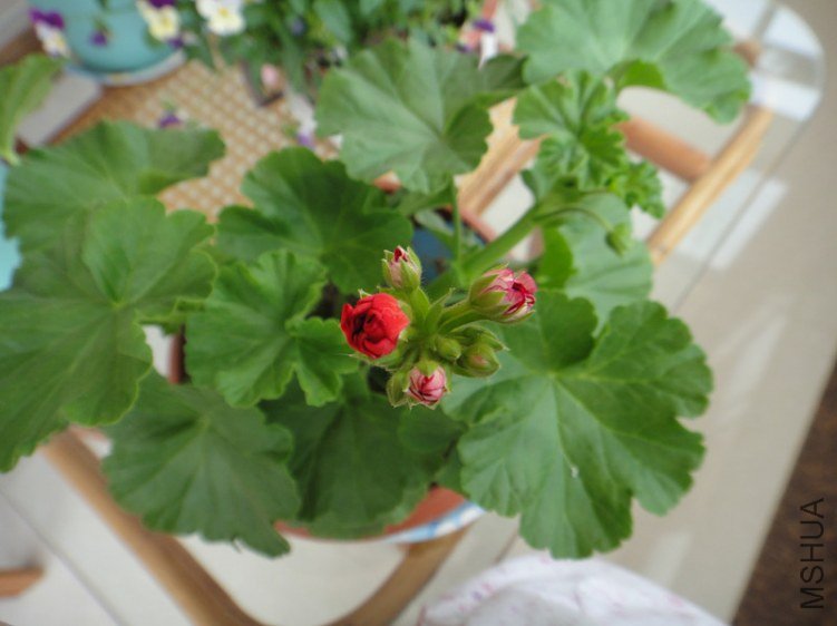 DSC09322_����.jpg