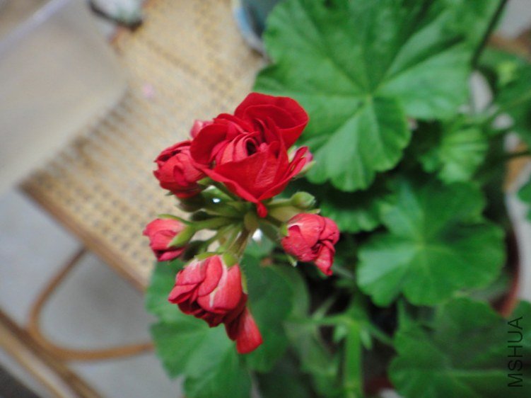 DSC09336_����.jpg