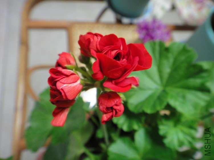 DSC09352_����.jpg