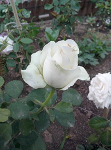 IMG20130515004.jpg