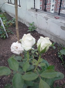 IMG20130515005.jpg