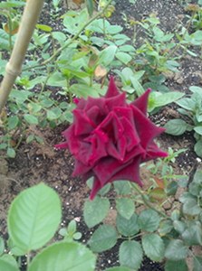 IMG20130510008.jpg
