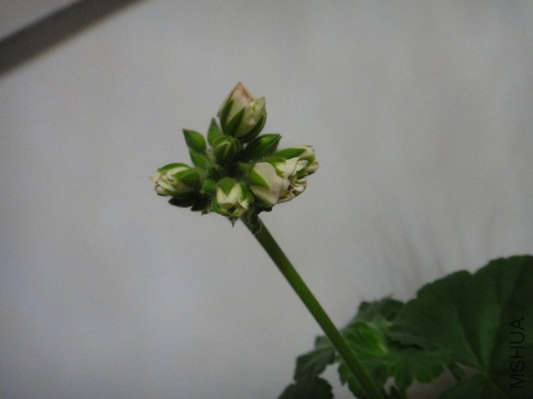 DSC09353_����.jpg