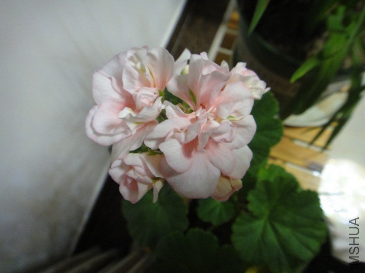 DSC09513_����.jpg