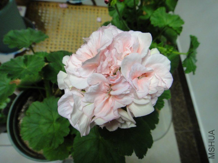 DSC09547_����.jpg