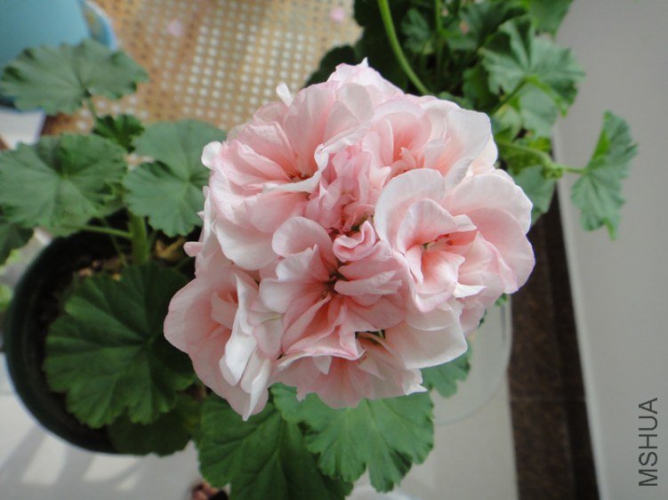 DSC09550_����.jpg