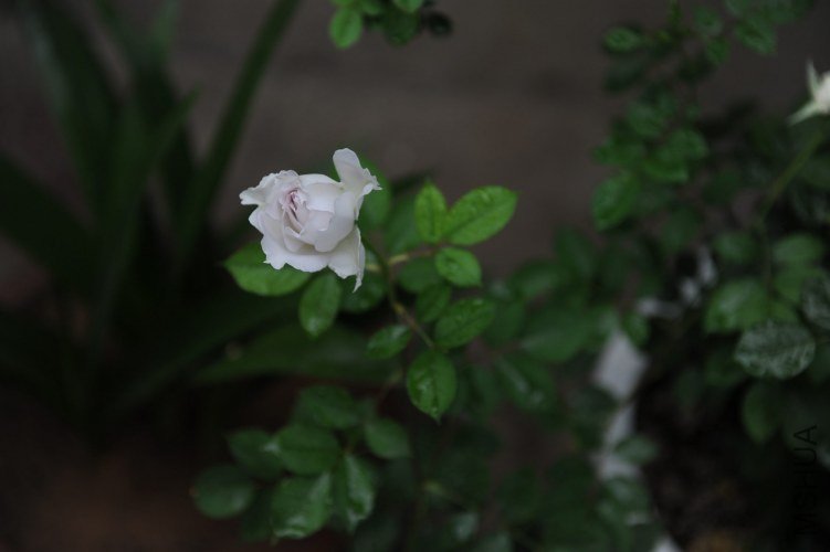 DSC_9116_����.jpg