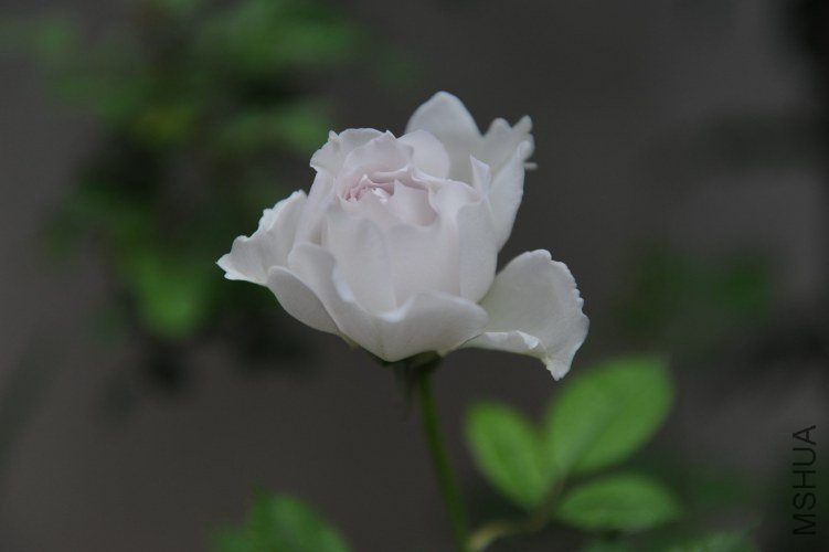 DSC_9121_����.jpg
