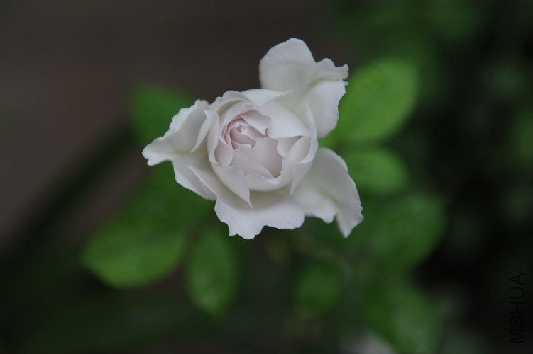 DSC_9122_����.jpg