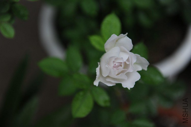 DSC_9124_����.jpg