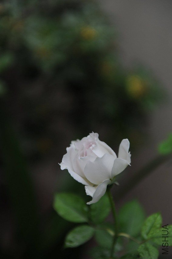 DSC_9125_����.jpg