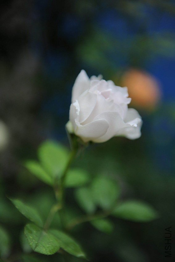 DSC_9127_����.jpg