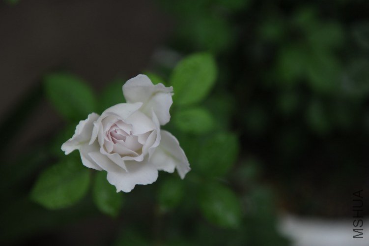 DSC_9129_����.jpg