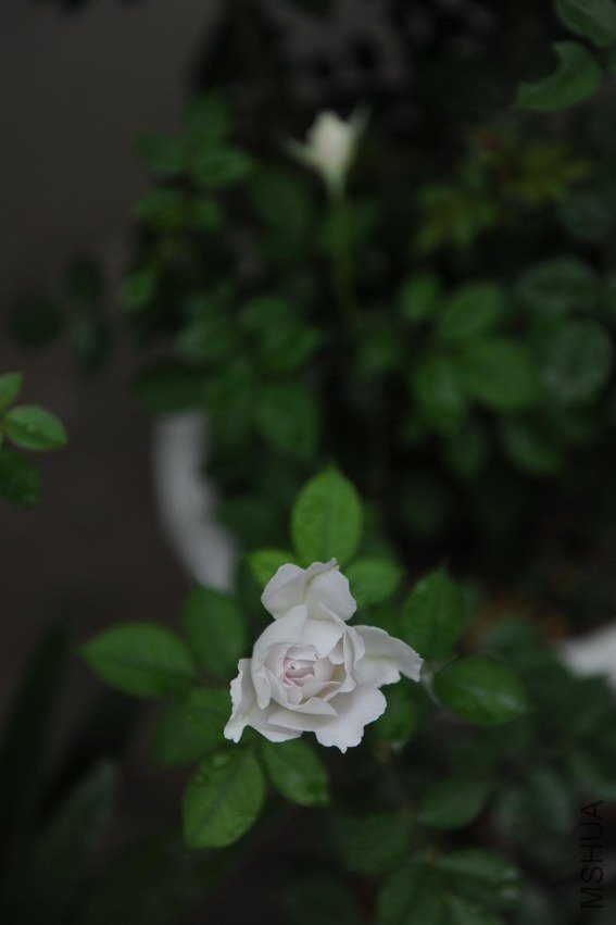 DSC_9130_����.jpg