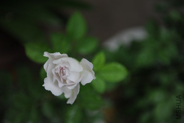 DSC_9135_����.jpg