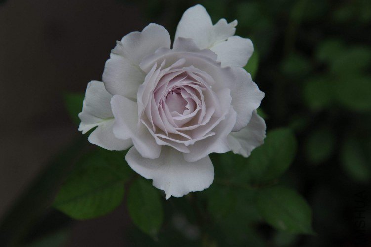 DSC_9160_����.jpg