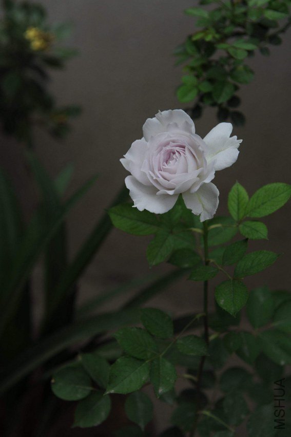 DSC_9163_����.jpg