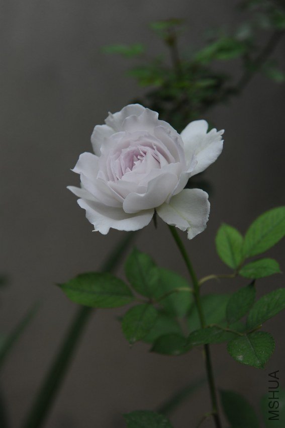 DSC_9165_����.jpg
