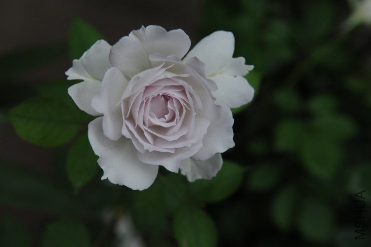 DSC_9168_����.jpg