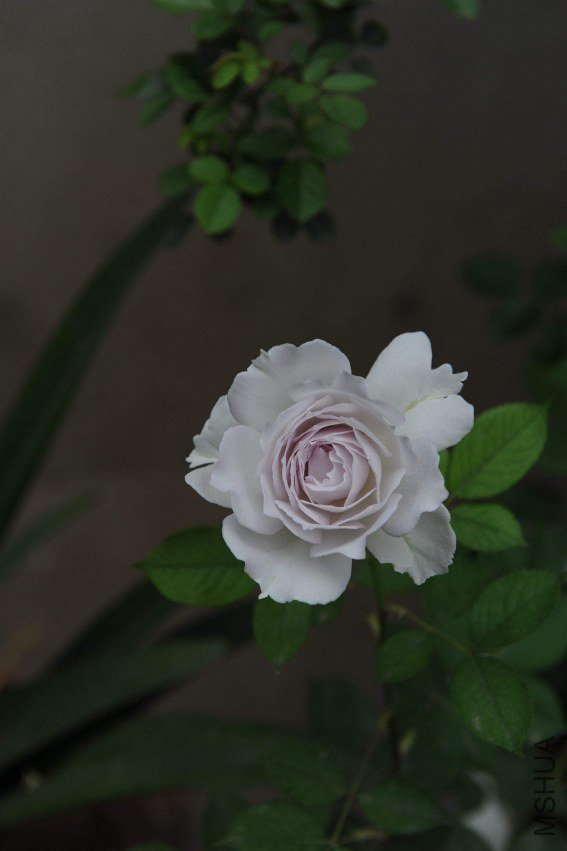 DSC_9169_����.jpg
