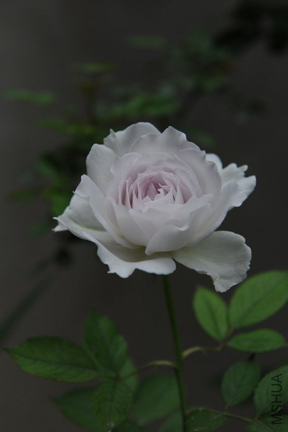 DSC_9171_����.jpg