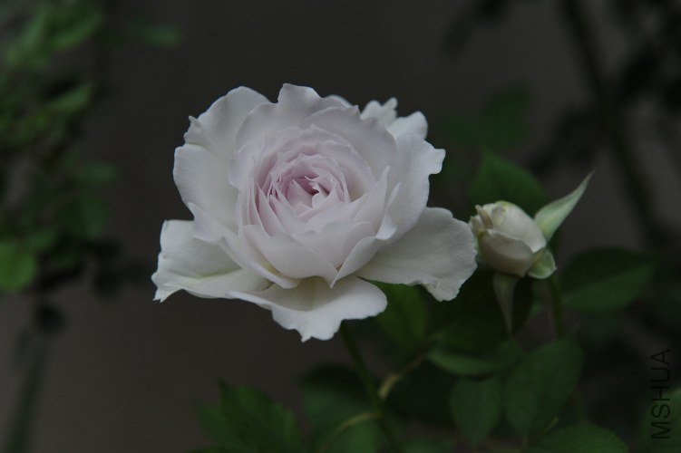 DSC_9173_����.jpg