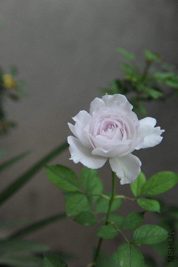 DSC_9180_����.jpg