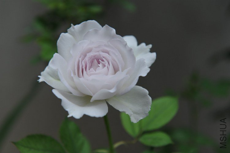 DSC_9182_����.jpg