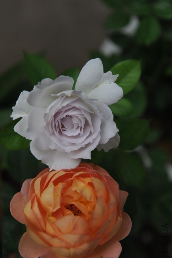 DSC_9220_����.jpg