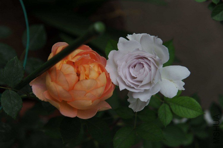 DSC_9221_����.jpg