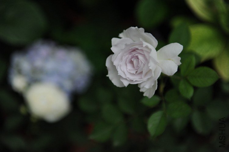 DSC_9225_����.jpg