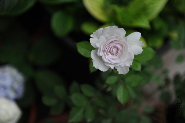 DSC_9231_����.jpg