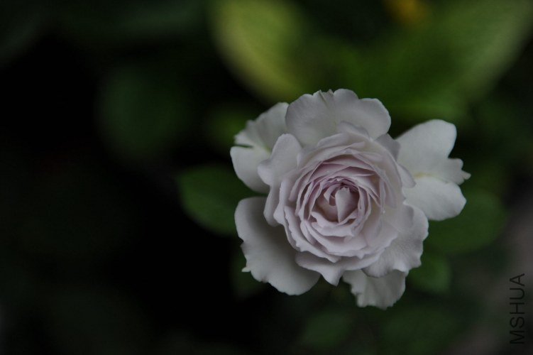 DSC_9233_����.jpg