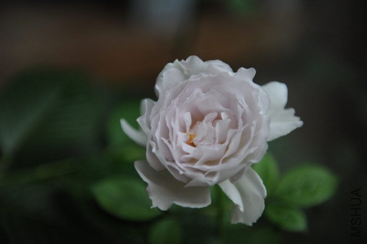 DSC_9255_����.jpg
