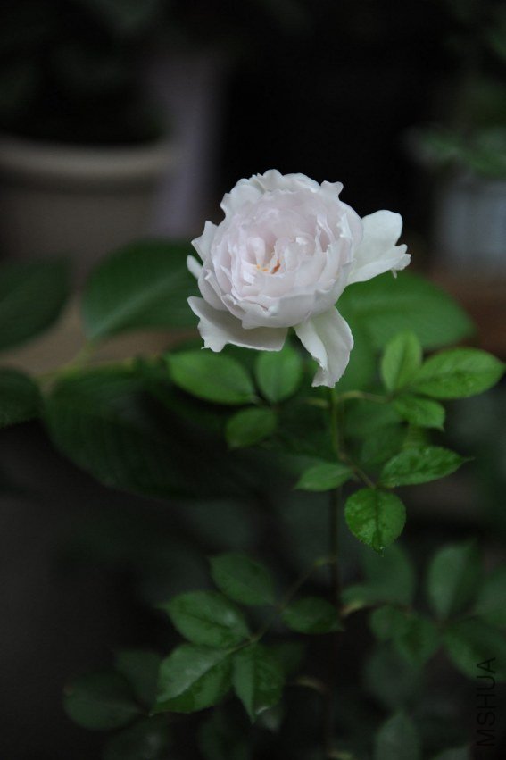 DSC_9256_����.jpg