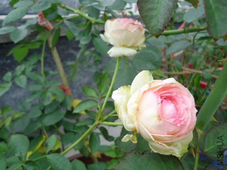 DSC04417.JPG