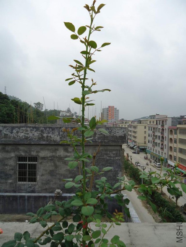 DSC04420.JPG