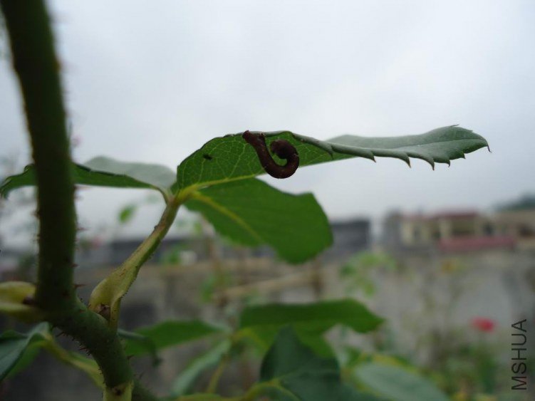 DSC04427.JPG