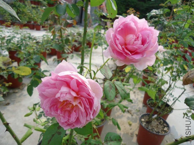 DSC04386.JPG
